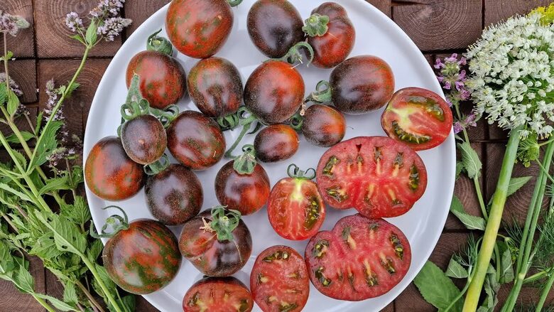 Extravagante Rouffiange (Extravagante Rouffiange) – istorinės Belgijos kolekcinės pomidorų sėklos